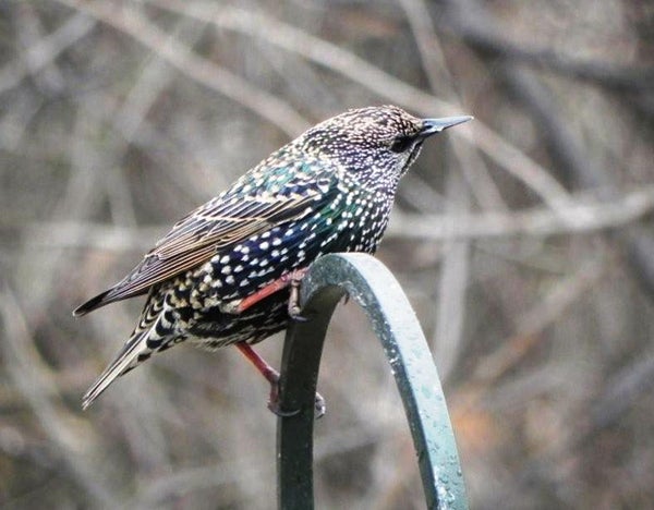 Starlings are impressive vocal mimics - Albert Lea Tribune | Albert Lea ...