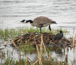 Al Batt took this photo of a Canadian goose.