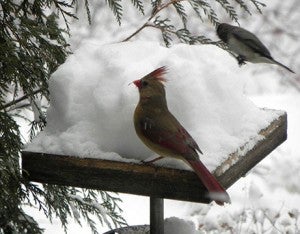 Photo of a female cardinal looks surprised by the snow by Al Batt.