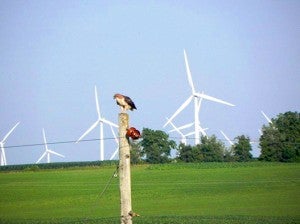 Photo of a red-tailed hawk and wind turbines by Al Batt.