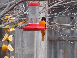 Baltimore orioles perch on the sugar water feeder in a spring garden. – Carol Hegel Lang/Albert Lea Tribune