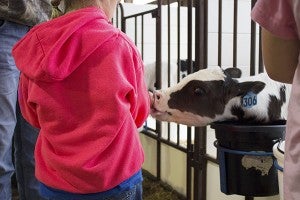 Halverson Elementary School and St. Theodores Catholic School third graders got a chance to learn about the farm Wednesday and Thursday, including feeding calves at John Miller’s dairy farm near Oakland. – Hannah Dillon/Albert Lea Tribune