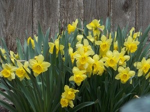 Lang said most spring blooming bulbs, like daffodils, need to be planted the fall before to enjoy the next spring. You must plan your spring gardens ahead of time. – Carol Hegel Lang/Albert Lea Tribune