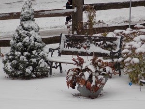 A dwarf Alberta spruce and sedum covered in snow add winter interest in one of Lang’s front gardens that was previously just boring grass. – Carol Hegel Lang/Albert Lea Tribune