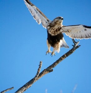 Bryce Gaudian of Hayward took this photo of a rough-legged hawk. - Provided