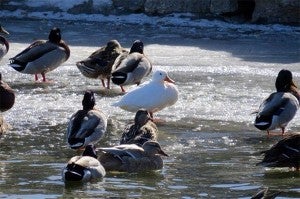 Not all mallards are created equal. - Al Batt/Albert Lea Tribune