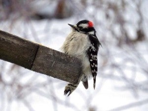 A male downy woodpecker. - Al Batt/Albert Lea tribune