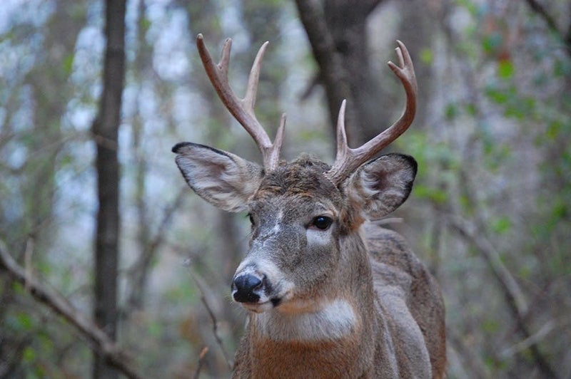 Minnesota DNR releases firstever statewide comprehensive deer