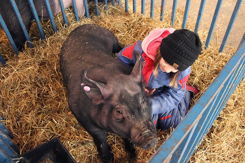 Barrow Show attendance dips with weather industry trends Albert