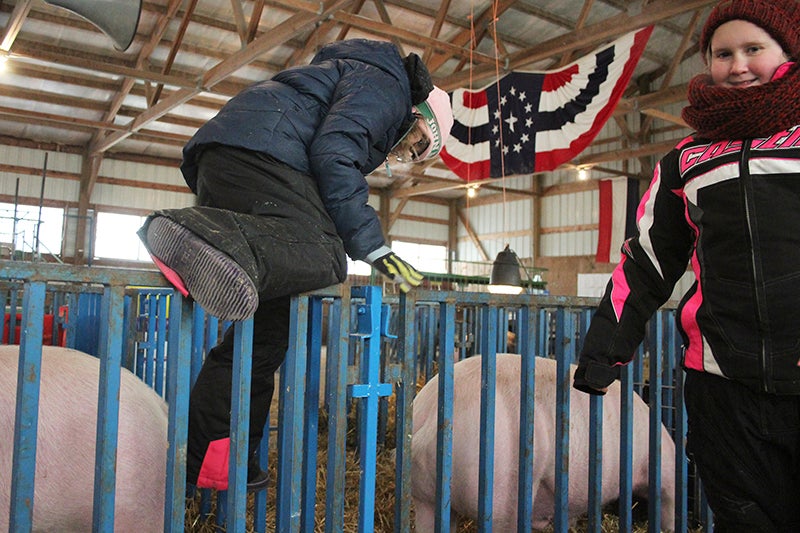 Barrow Show attendance dips with weather industry trends Albert