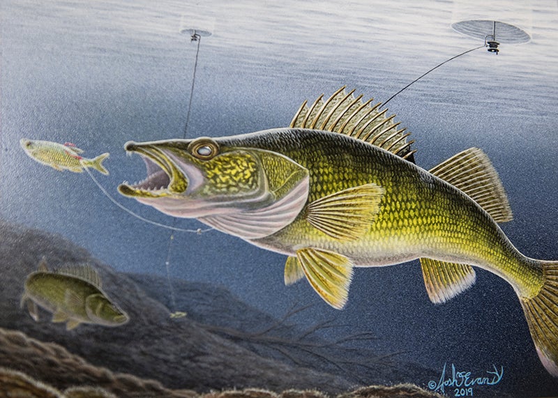 Area man’s painting to be featured on Minnesota DNR walleye stamp